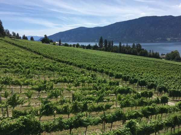 Acres of vineyards in the Okanagan
